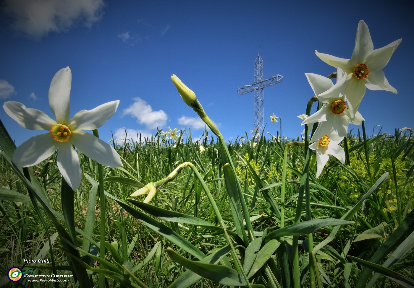 02 Spettacolo di narcisi in Linzone (1392 m).JPG